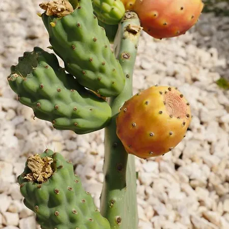 Semesterbostad Dorata